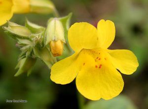 mimulus