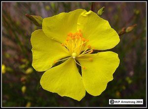 rockrose1