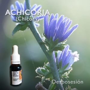 Flores de Bach: Achicoria (Chicory) Desposesión