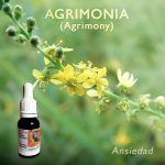Flores de Bach: Agrimonia (Agrimony) Ansiedad