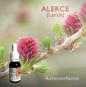 Flores de Bach: Alerce (Larch) - Autoconfianza