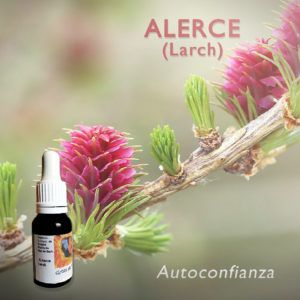 Flores de Bach: Alerce (Larch) - Autoconfianza