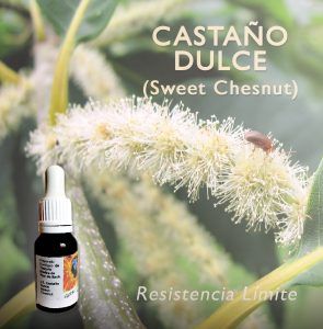 Flores de Bach: Castaño Dulce (Sweet Chesnut) - Resistencia Límite