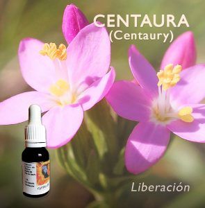 Flores de Bach: Centaura (Centaury) - Liberación