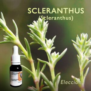 Flores de Bach: Scleranthus (Scleranthus) - Elección