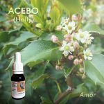 Flores de Bach: Acebo (Holly) Amor