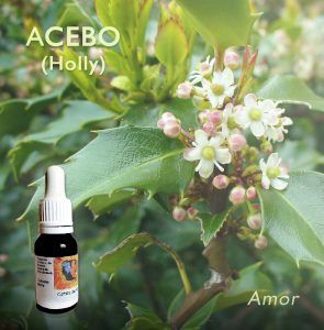 Flores de Bach: Acebo (Holly) Amor