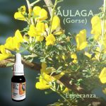 Flores de Bach: Aulaga (Gorse) - Esperanza