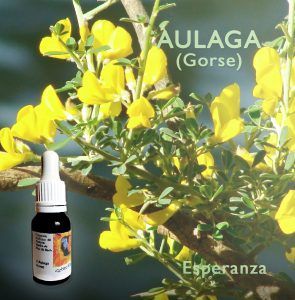 Flores de Bach: Aulaga (Gorse) - Esperanza