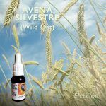 Flores de Bach: Avena Silvestre (Wild Oat)