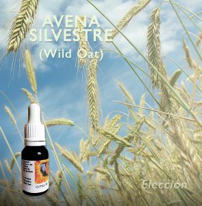 Flores de Bach: Avena Silvestre (Wild Oat)