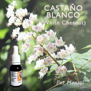 Flores de Bach: Castaño Blanco (White Chesnut) - Paz Mental