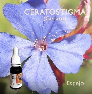 Flores de Bach: Ceratostigma (Cerato) - Espejo