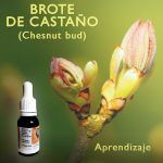 Flores de Bach: Brote de Castaño (Chesnut Bud) - Aprendizaje