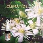 Flores de Bach: Clematide (Clematis) - Tierra