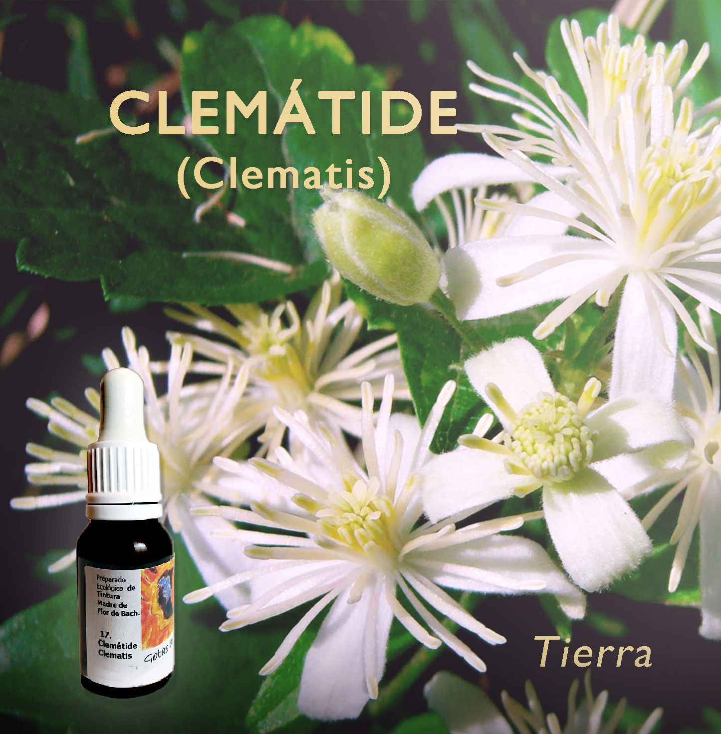 Flores de Bach: Clematide (Clematis) - Tierra