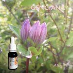 Flores de Bach: Genciana (Gentian) - Alegría