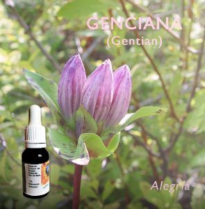 Flores de Bach: Genciana (Gentian) - Alegría