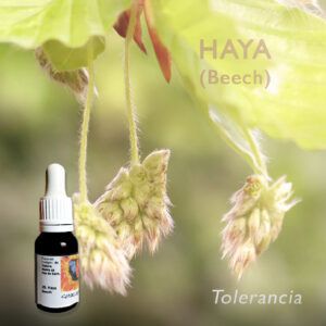 Flores de Bach: Haya (Beech) - Tolerancia