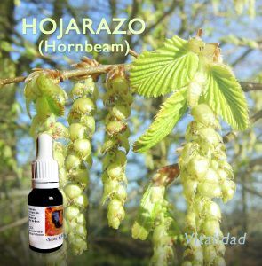 Flores de Bach: Hojarazo (Hornbeam)