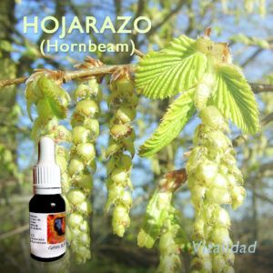 Flores de Bach: Hojarazo (Hornbeam)