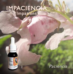 Flores de Bach: Impaciencia (Impatiens) - Paciencia