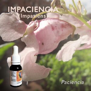 Flores de Bach: Impaciencia (Impatiens) - Paciencia