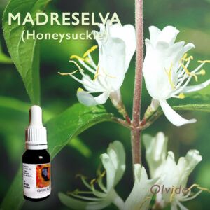 Flores de Bach: Madreselva (Honeysuckle)