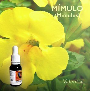 Flores de Bach: Mimulo (Mimulus)