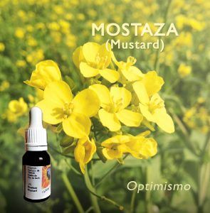 Flores de Bach: Mostaza (Mustard) - Optimismo