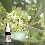 Flores de Bach: Olivo (Olive) - Resistencia