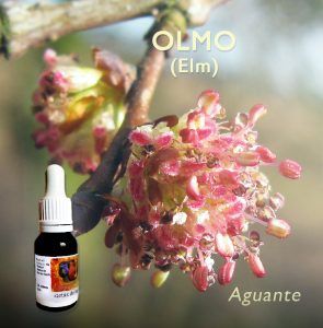 Flores de Bach: Olmo (Elm)