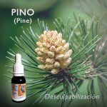 Flores de Bach: Pino (Pine) - Desculpabilización