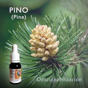 Flores de Bach: Pino (Pine) - Desculpabilización