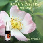 Flores de Bach: Rosa Silvestre (Wild Rose)