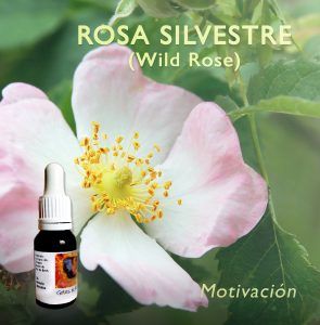 Flores de Bach: Rosa Silvestre (Wild Rose)
