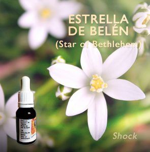 Flores de Bach: Estrella de Belen (Star of Bethlehem) - Shock