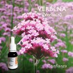 Flores de Bach: Verbena (Verbain) - Confianza