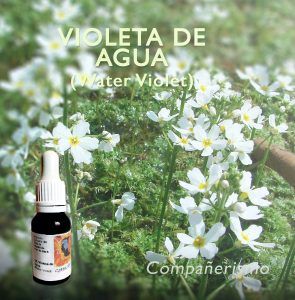 Flores de Bach: Violeta de Agua (Water Violet) - Compañerismo