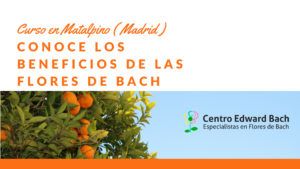 beneficios de las flores de bach