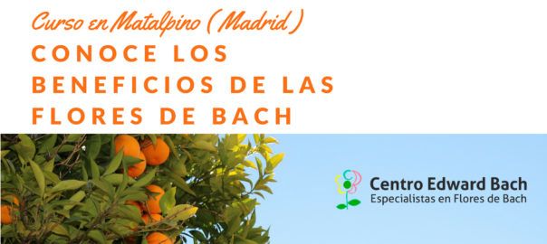 beneficios de las flores de bach