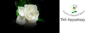 como funcionan las flores de bach para la ansiedad